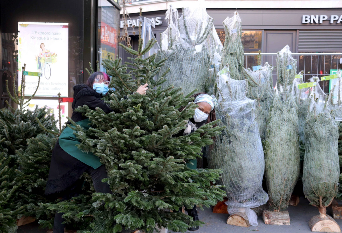 Sapins solidaires 🌲