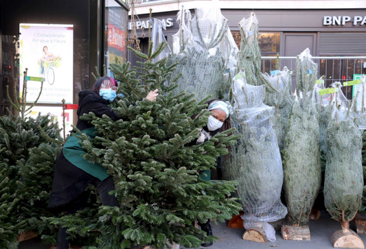 Sapins solidaires 🌲