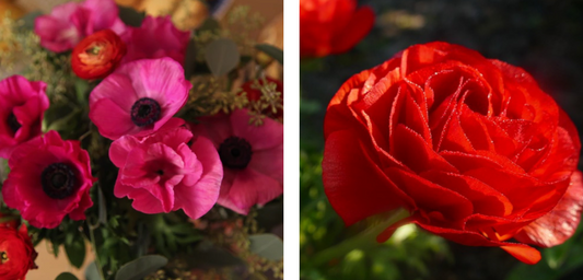 fleurs de saint valentin françaises et de saison par du Pain & des Roses