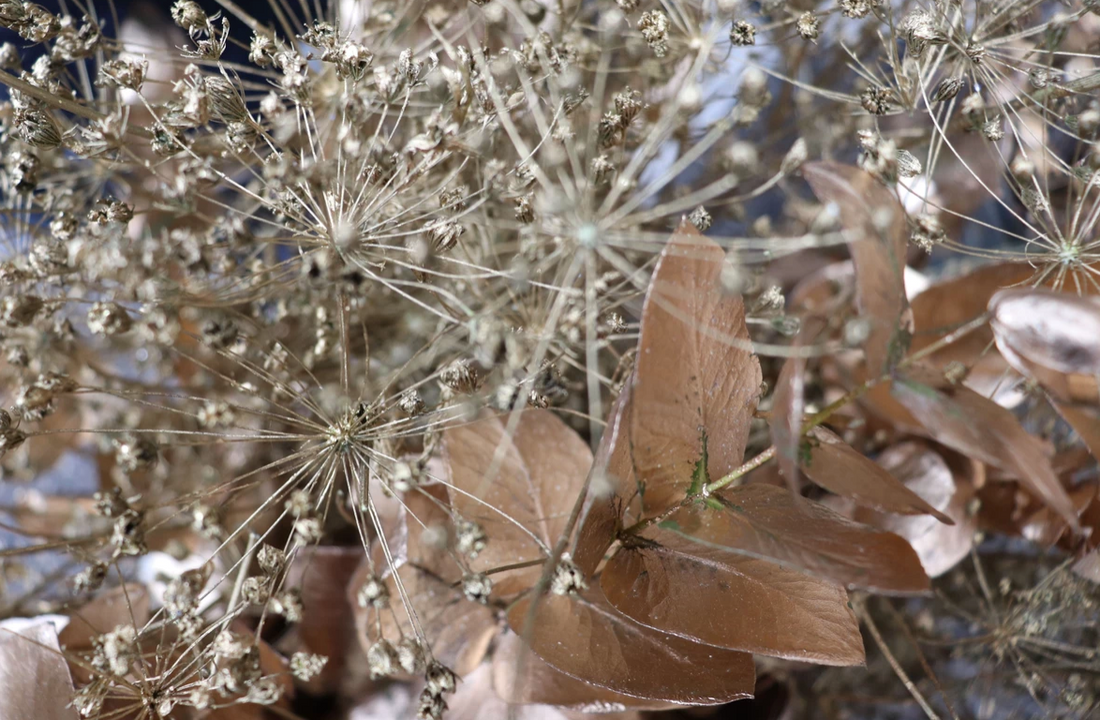 Fleurs dorées séchées