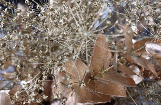 Fleurs dorées séchées
