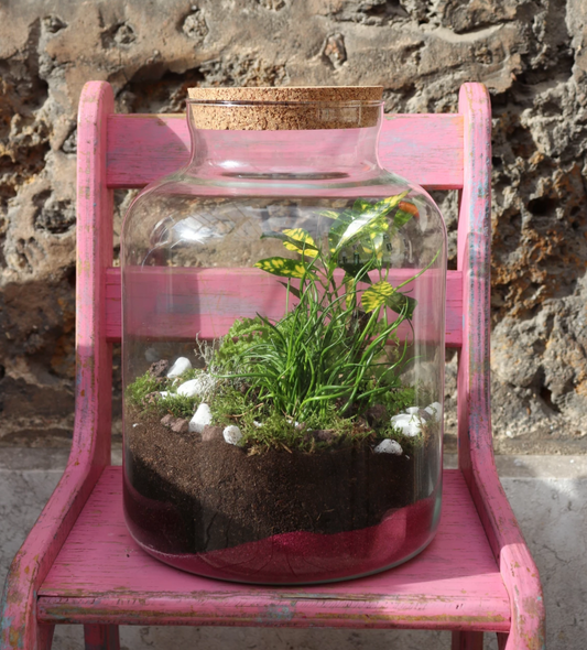 Les terrariums ont la côte !
