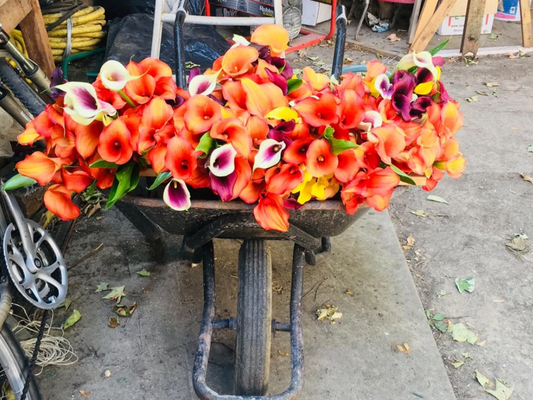 Loin des fleurs, près du coeur : Une pensée particulière pour nos horticulteur.ice.s