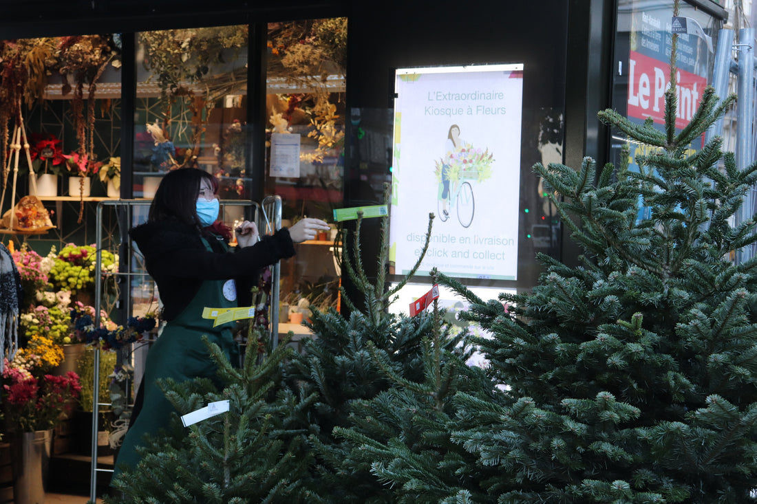 Où acheter un sapin écologique et solidaire à Paris ?