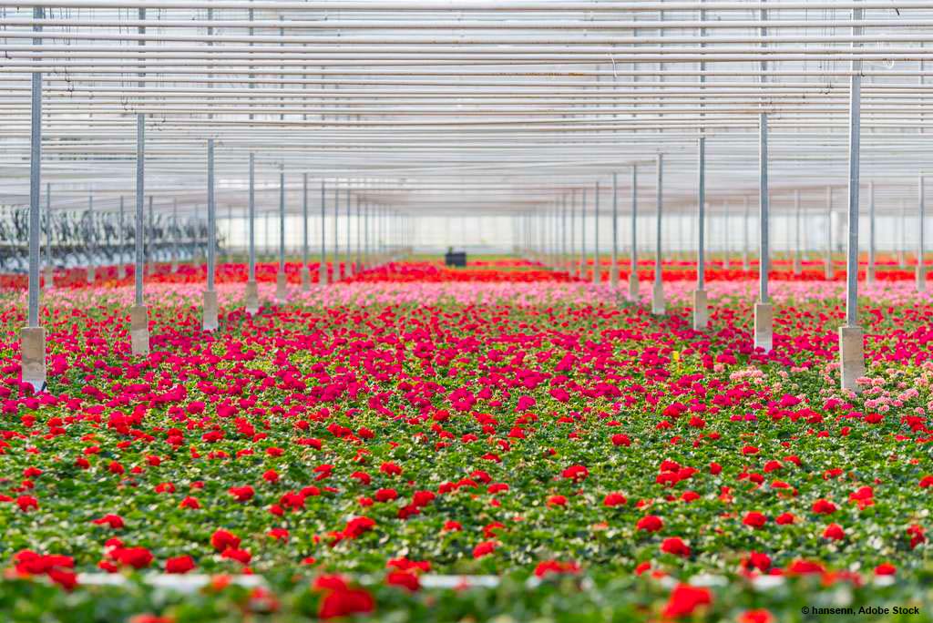 La fleur française, alternative responsable à la rose rouge !