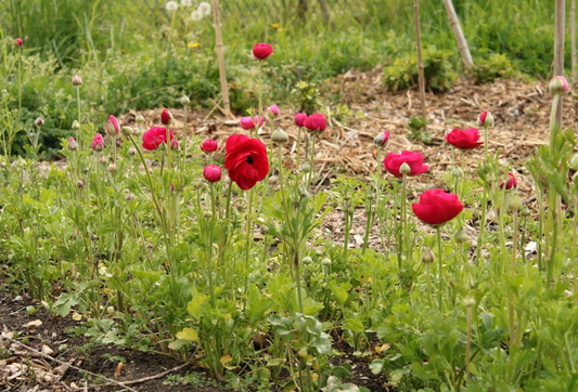 Le réveil de la nature dans les fermes florales 🐝