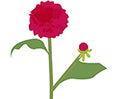 Engagements sociaux écologiques Du Pain et des Roses Association