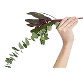eucalyptus fleur main du pain et des roses création florale